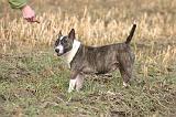 BULL TERRIER MINIATURE 320